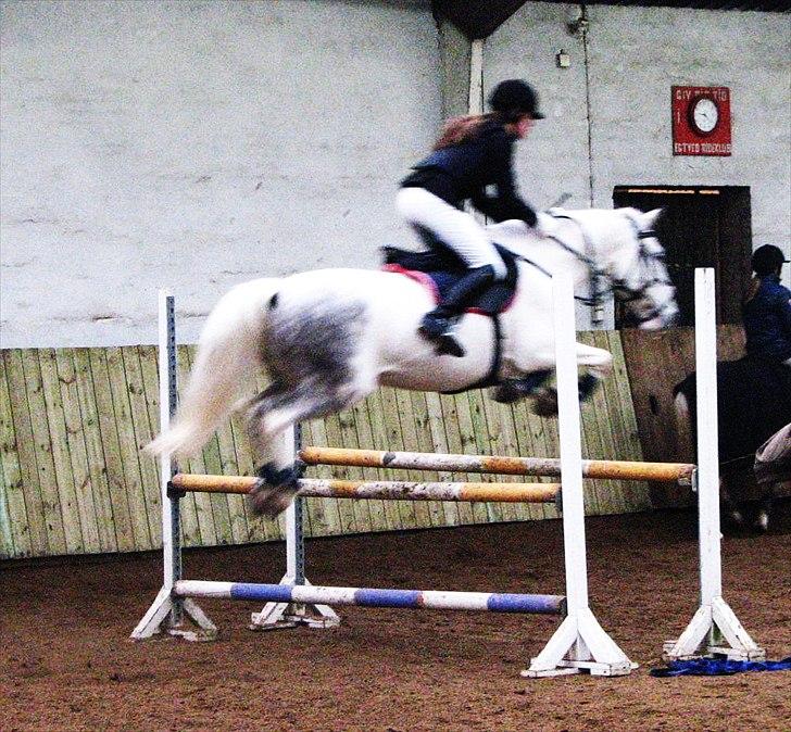 Hollandsk Sportspony  JUANOS (JOENS) <3 - Egtved c-stævne, Feb. 2011, opvarming foto: Sofie Christensen.  billede 5