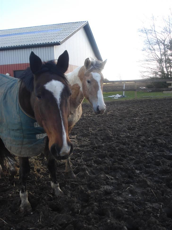 Fuldblod (XX) Milton - R.I.P - 14. Milton & Kandis <3  billede 13