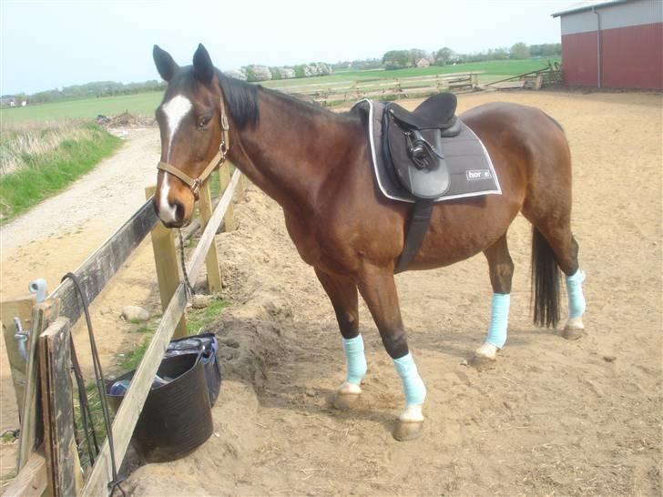 Fuldblod (XX) Milton - R.I.P - 15. Miltons hoved.  billede 14