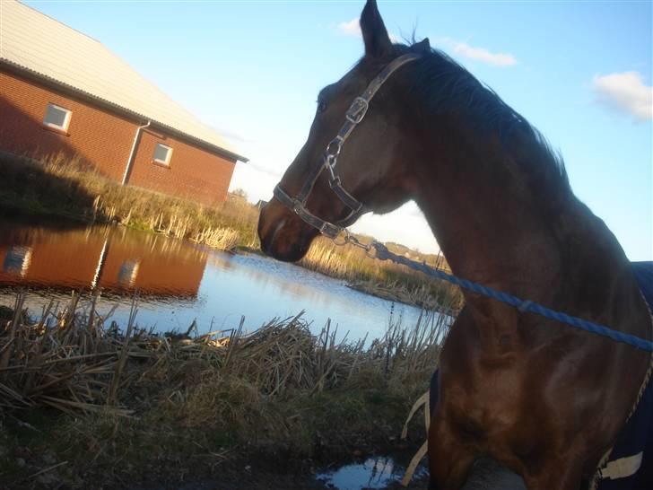 Fuldblod (XX) Milton - R.I.P - 16. Ved vandet :} billede 15