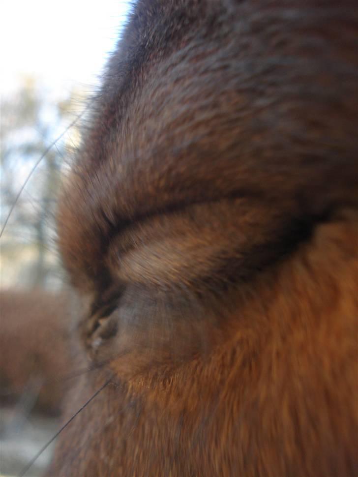 Fuldblod (XX) Milton - R.I.P - 18. Miltons lukkede øje. Synes det er et godt billede (der var ik blitz på)! (:  billede 17