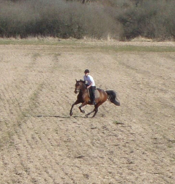 DSP A/G's Domena R.I.P. - som man kender os :D billede 3