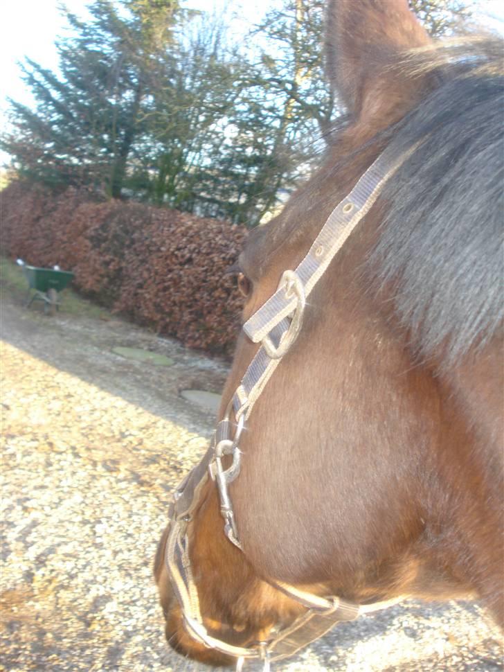 Fuldblod (XX) Milton - R.I.P - 19. Smukt hoved <3  billede 18