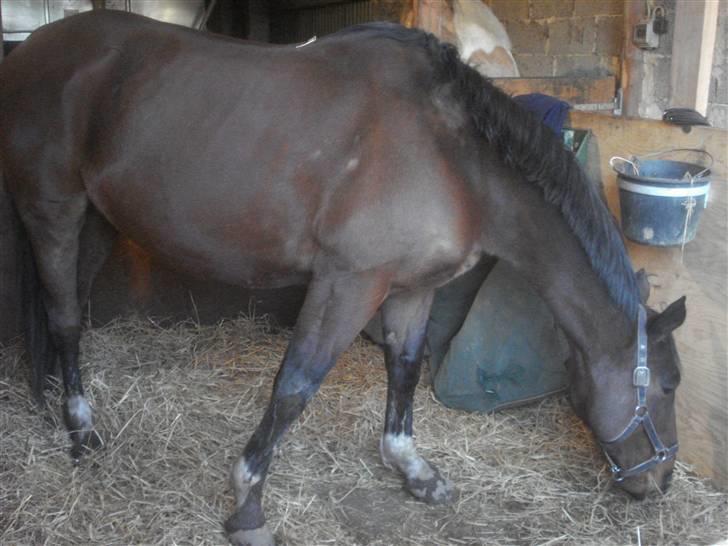 Fuldblod (XX) Milton - R.I.P - 20. Miller uden dækken. :]  billede 19