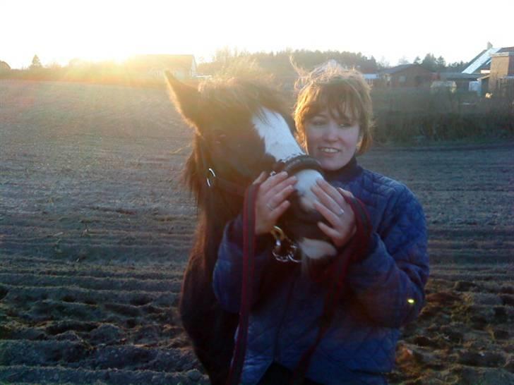 Irish Cob Hauges Benn The Blagdon  billede 16