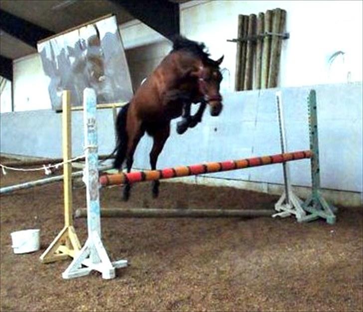 DSP A/G's Domena R.I.P. - springe kan hun os! snart nye spring´billeder med mig på ryggen.. billede 9