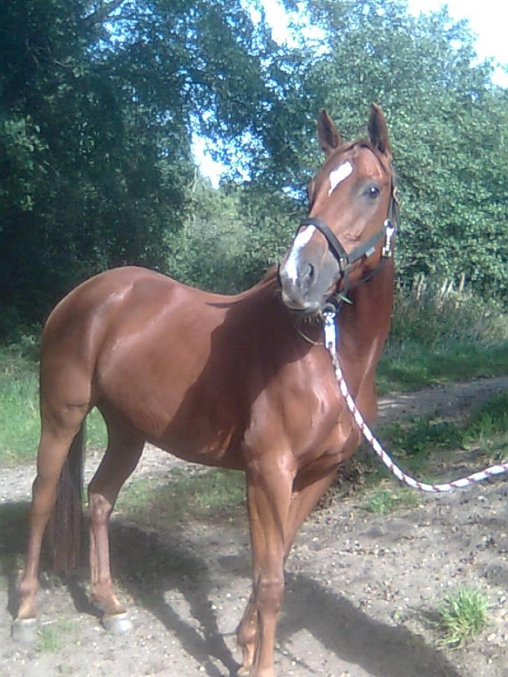 Fuldblod (XX) **Refreshment** R.I.P - Smukke dejlige Raffi pigen billede 1