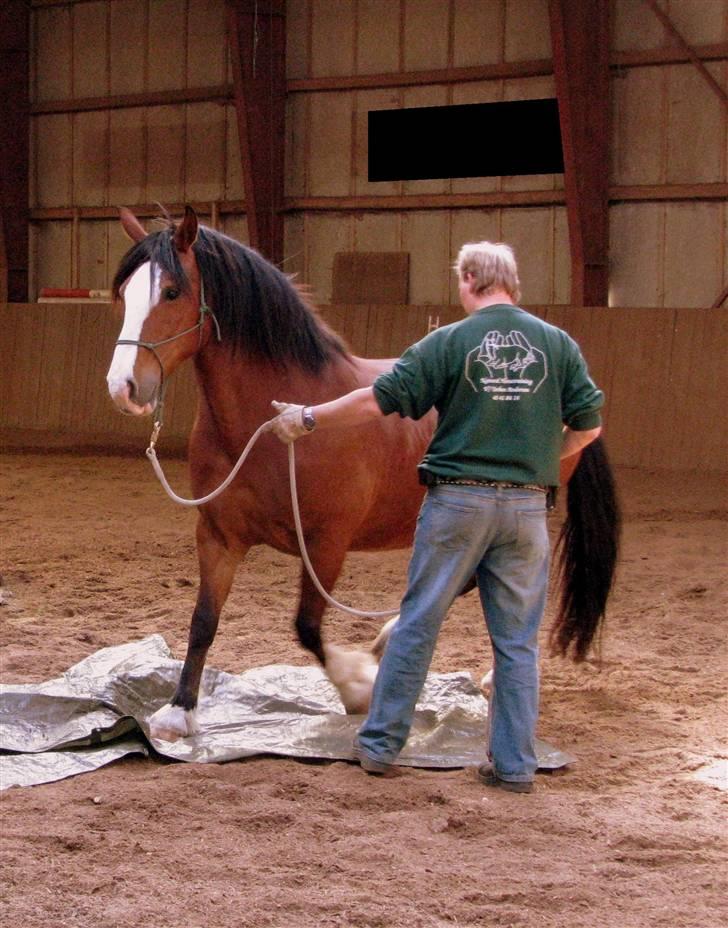 Welsh Cob (sec D) Lucky - Thorben Andersen- der arbejder lidt med min hest.. :) billede 1