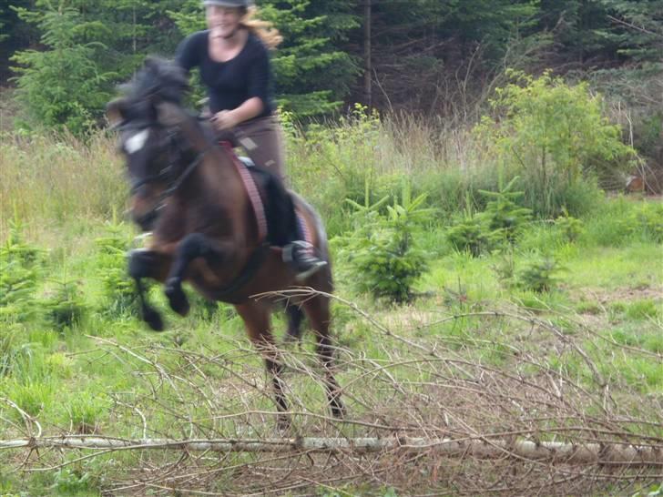 Connemara Bobby af Boest Nørregaard - Springning af grantræer Fotograf: Kizzer billede 6