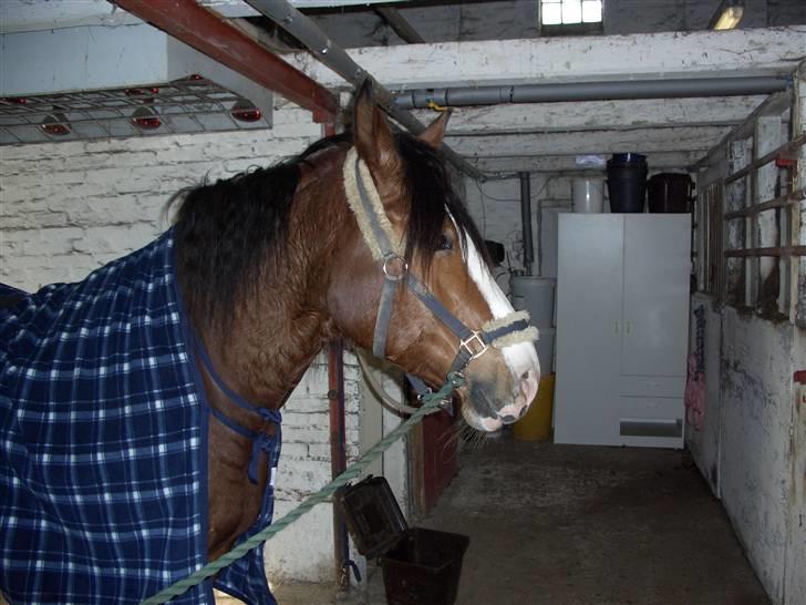 Welsh Cob (sec D) Lucky - På staldgangen, efter en hård ridetur :) billede 2