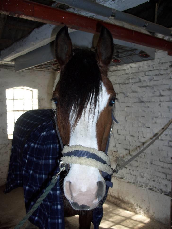 Welsh Cob (sec D) Lucky - Min hest søger part, hvis du er intresseret, skriv venligst en privat besked billede 3