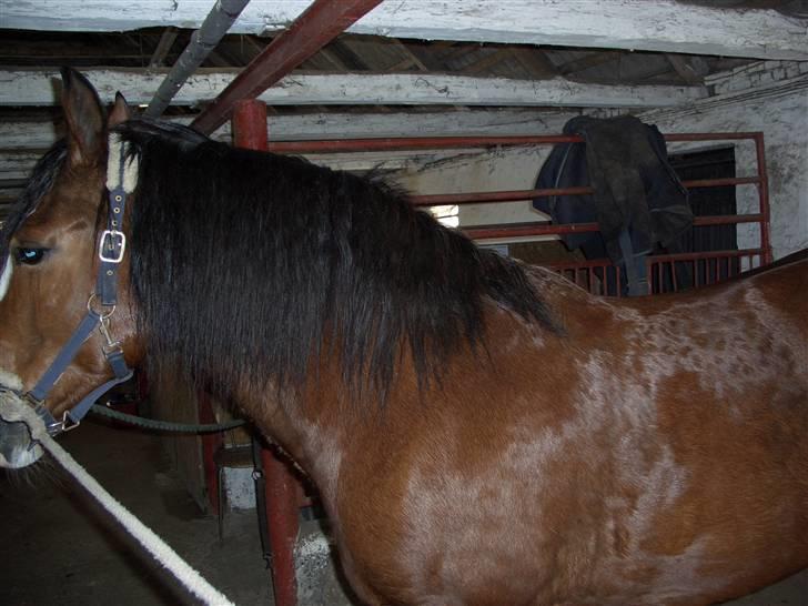 Welsh Cob (sec D) Lucky - Min hest søger part, hvis du er intresseret, skriv venligst en privat besked billede 4