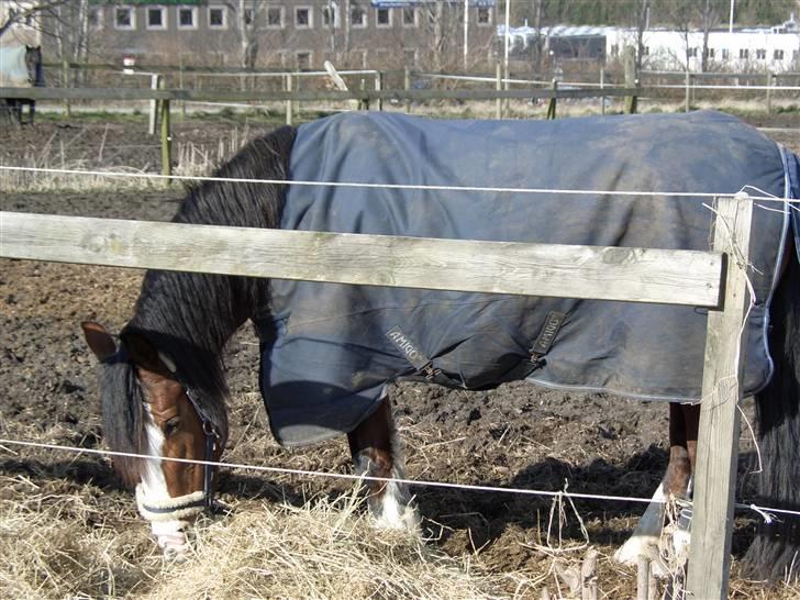 Welsh Cob (sec D) Lucky - Min hest søger part, hvis du er intresseret, skriv venligst en privat besked billede 7