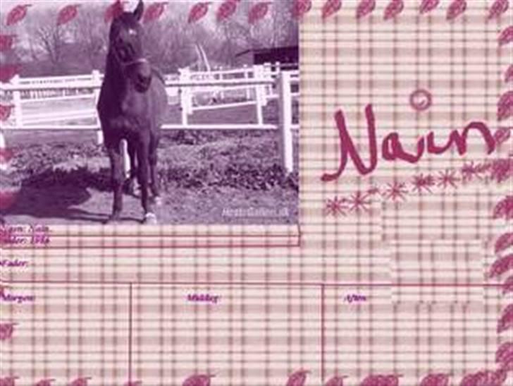 Traver Stormy billede 20