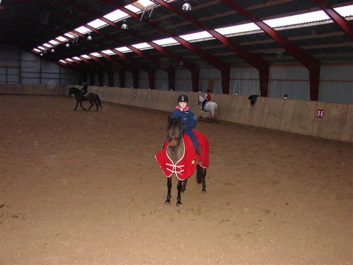 Tysk Sportspony Miss sunshine B pony i dressur - Sunshine og Victoria, med sit nye røde skridttæppe. Februar 2009 billede 8