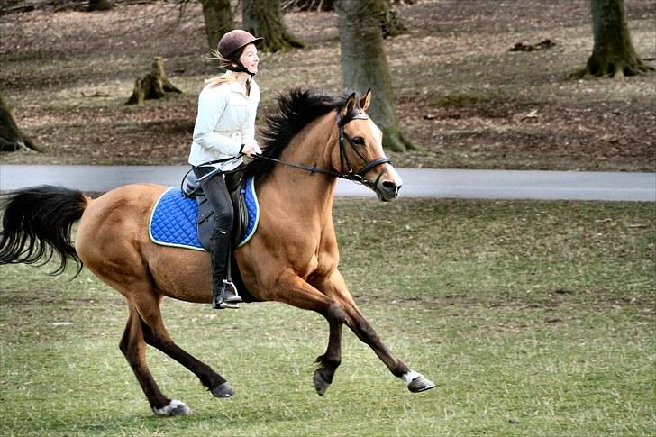 Anden særlig race Meja Shirley - anden gang jeg rider på hende billede 3