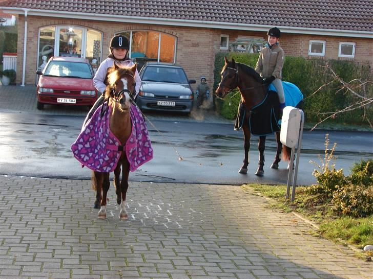 New Forest Avlantis - Victoria og Avlantis, Sarah og Freedom lige på besøg hjemme hos os. December 2008 billede 16