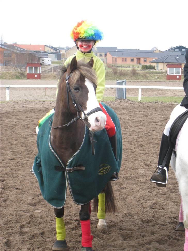Welsh Cob (sec D) VesterVangs Djanco RIP - fastelavns stævne tog lige den røde roset igen. Foto mor billede 13