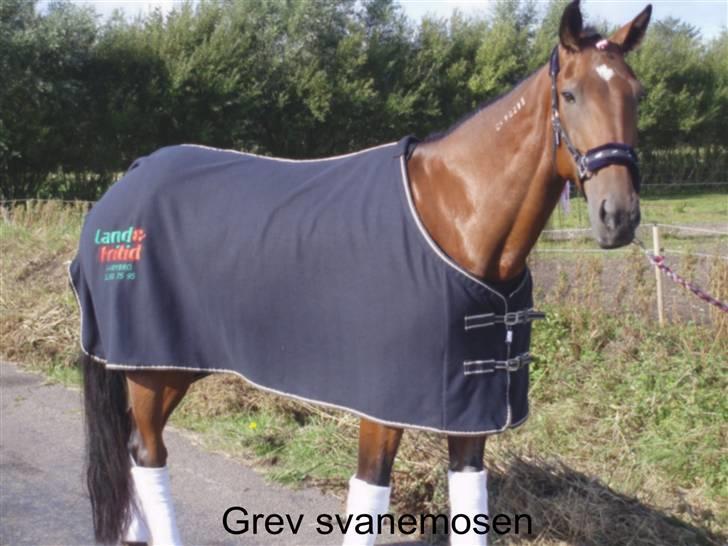 Traver Grev Svanemosen - hej her er jeg!! billede 1