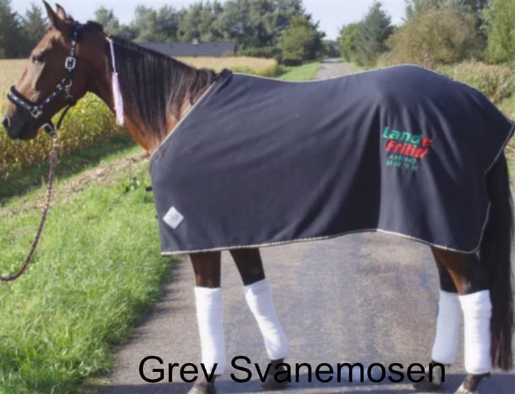 Traver Grev Svanemosen - jeg er på vej til løb billede 2