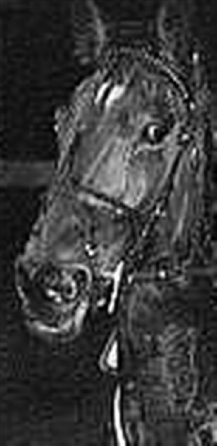 Traver Grev Svanemosen - hey.. det er mig igen ! billede 8