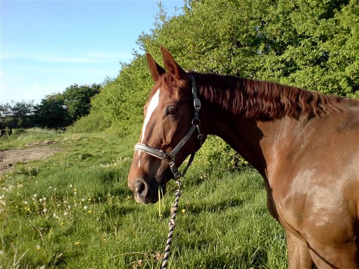 Dansk Varmblod Stradivarius(Marius)R.I.P billede 1