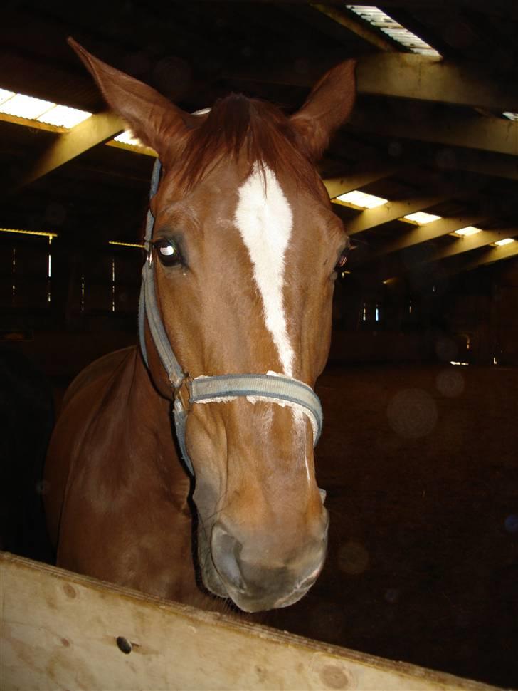 Dansk Varmblod Stradivarius(Marius)R.I.P billede 2