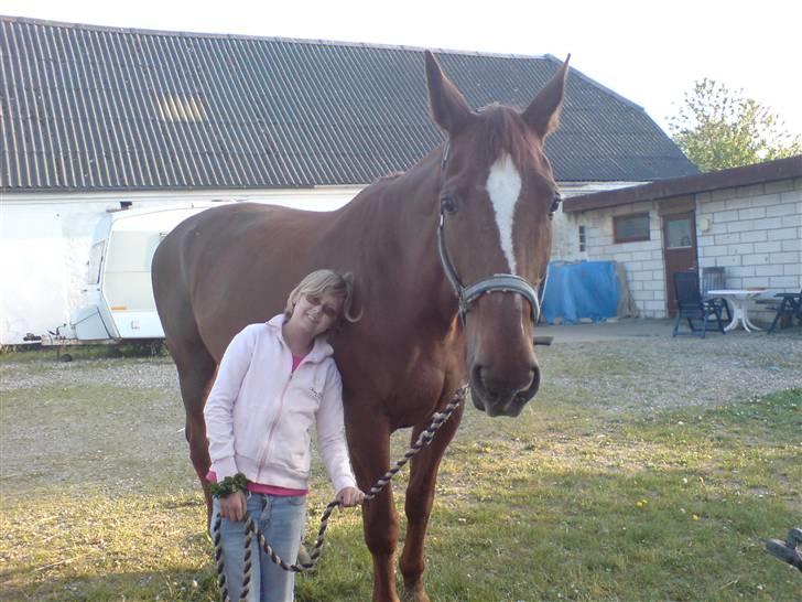 Dansk Varmblod Stradivarius(Marius)R.I.P billede 3