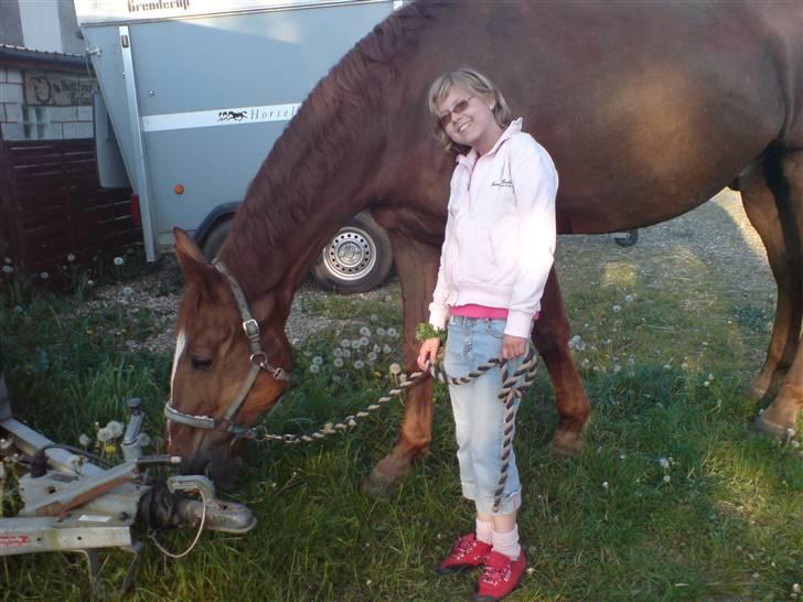 Dansk Varmblod Stradivarius(Marius)R.I.P billede 4