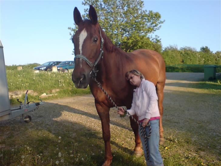 Dansk Varmblod Stradivarius(Marius)R.I.P billede 5