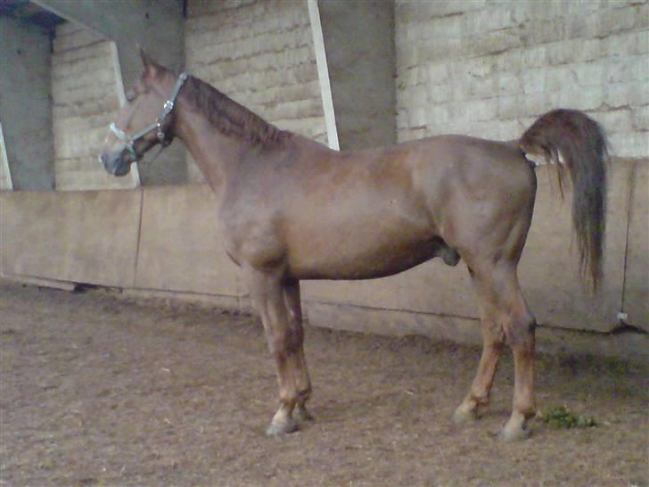 Dansk Varmblod Stradivarius(Marius)R.I.P billede 6