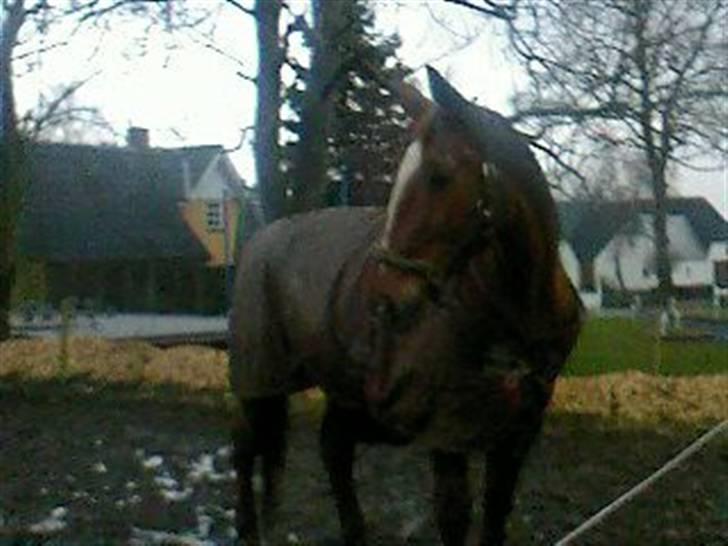 Dansk Varmblod Stradivarius(Marius)R.I.P billede 7