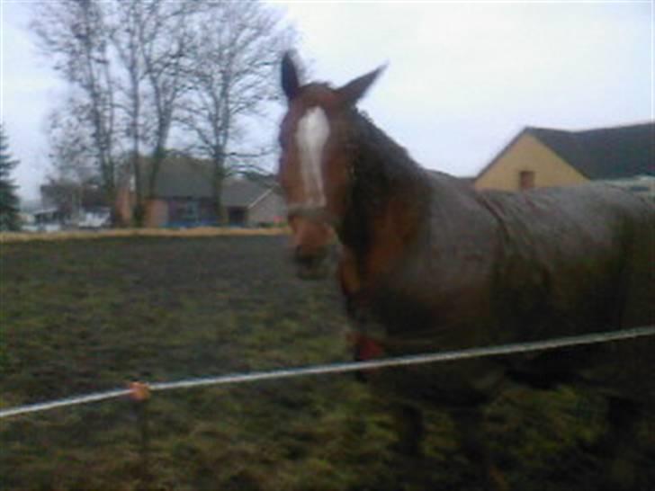 Dansk Varmblod Stradivarius(Marius)R.I.P billede 8