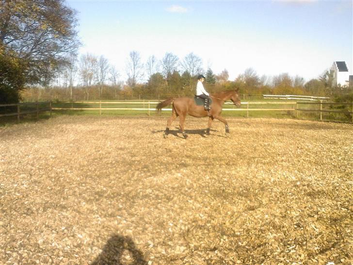 Dansk Varmblod Stradivarius(Marius)R.I.P billede 9