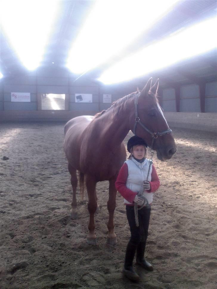 Dansk Varmblod Stradivarius(Marius)R.I.P billede 10