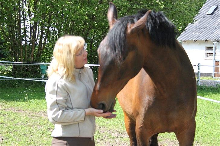 Dansk Varmblod Bjeregårdns Haløj  - Forår 2011 :)  billede 3