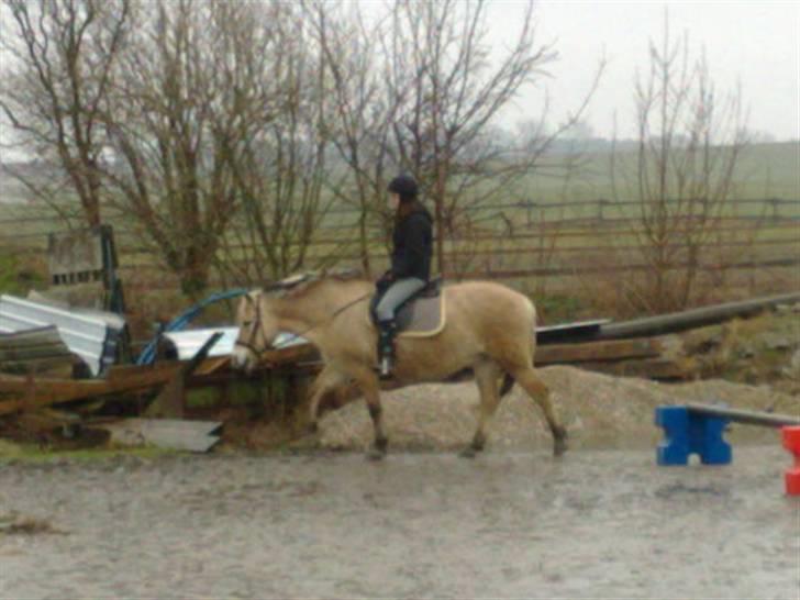 Fjordhest Susan Bøgevang billede 12