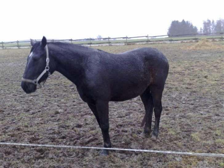 Oldenborg Osandt Hjortelund SOLGT:( billede 7