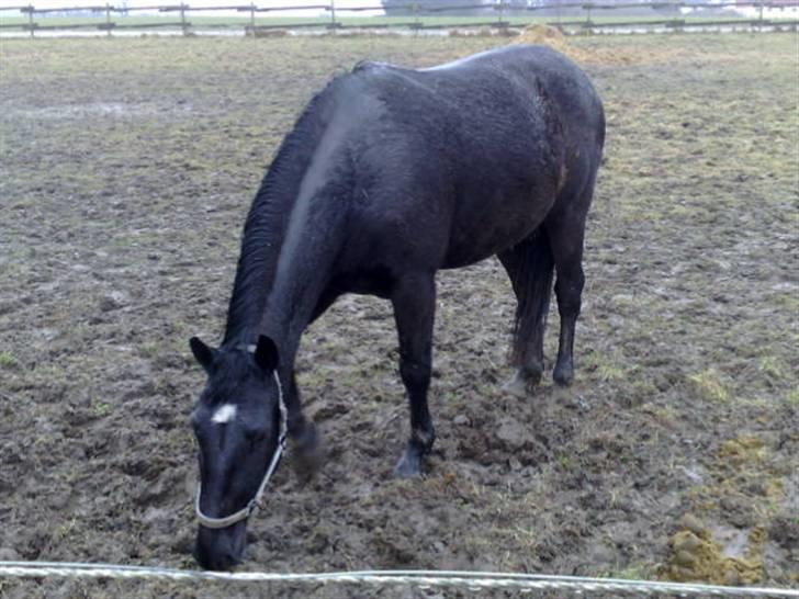 Oldenborg Osandt Hjortelund SOLGT:( billede 8