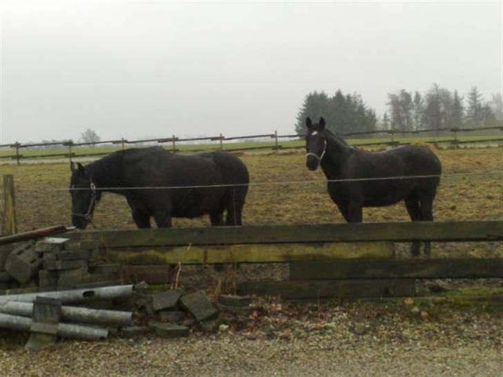 Oldenborg Osandt Hjortelund SOLGT:( billede 9