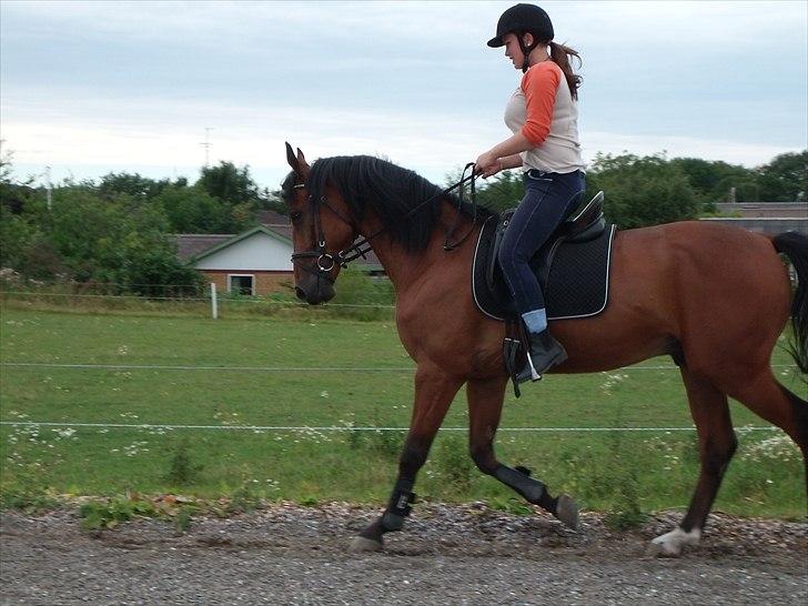 Dansk Varmblod Benny - zBenny med sin fine nye grime ;D billede 5