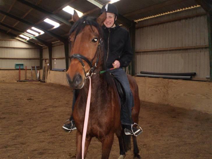 Dansk Varmblod Benny - Kæresten På Benny x) , årh  billede 7