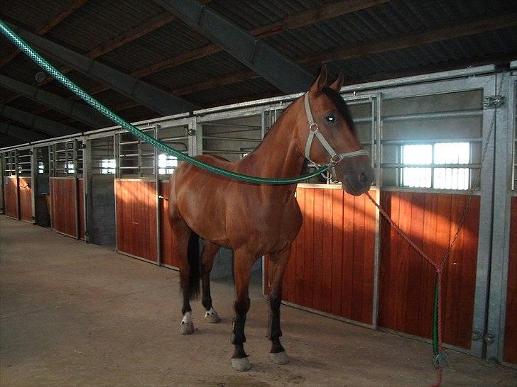 Dansk Varmblod Benny - Står fint på staldgangen  billede 8