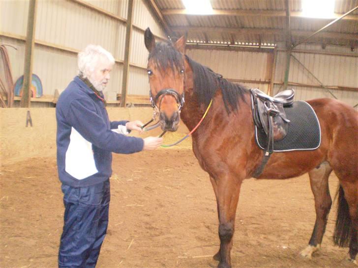 Dansk Varmblod Benny - MIn bedstefar fra island og benny (:  billede 9