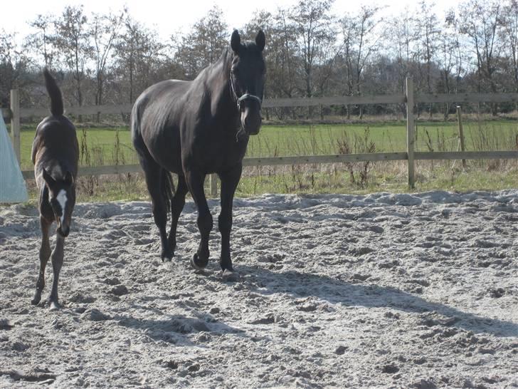 Dansk Varmblod Flawless Shaman - 6 dage gl.: Årh mand, se hvad jeg kan billede 4