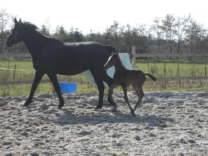 Dansk Varmblod Flawless Shaman - 6 dage gl. billede 5