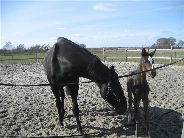 Dansk Varmblod Flawless Shaman - 6 dage gl. billede 6