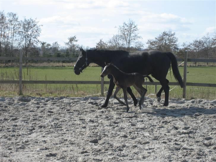 Dansk Varmblod Flawless Shaman - 6 dage gl. billede 7