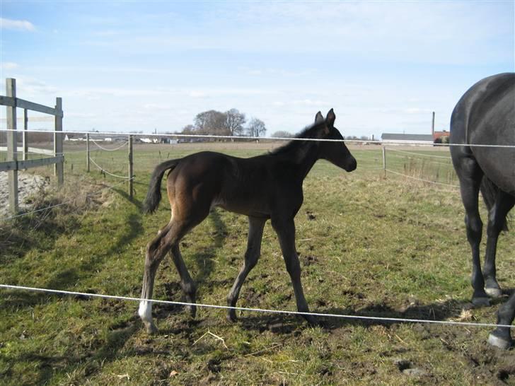 Dansk Varmblod Flawless Shaman billede 9