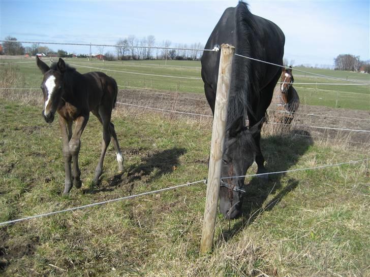 Dansk Varmblod Flawless Shaman billede 10